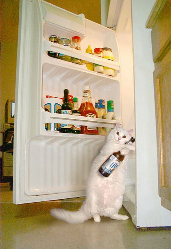 Подруга с большим задом заглядывает в холодильник фото
