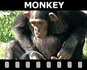 Monkey Videos