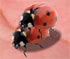 Ladybug Mating Game