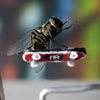 this fly can do really cool tricks