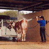 both car wash and cow wash in one